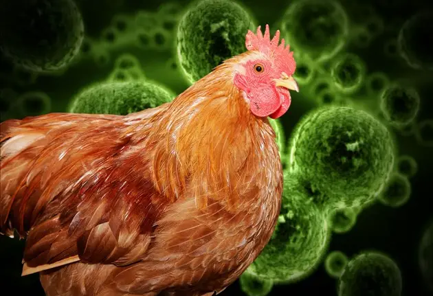 How to Prevent and Treat Salmonellosis