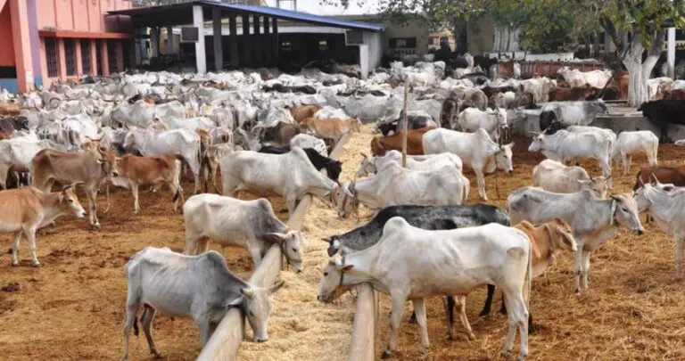 Cow Rearing in Nigeria