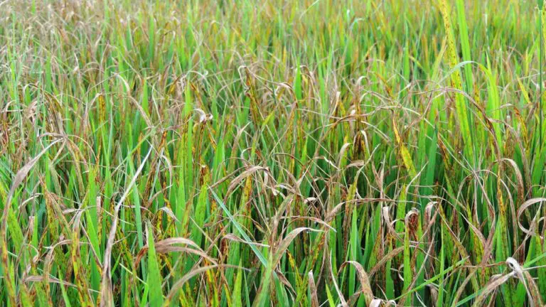 Rice Diseases and their Control