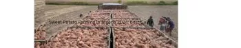 Sweet Potato Farming in Nigeria 2024: Best Guide