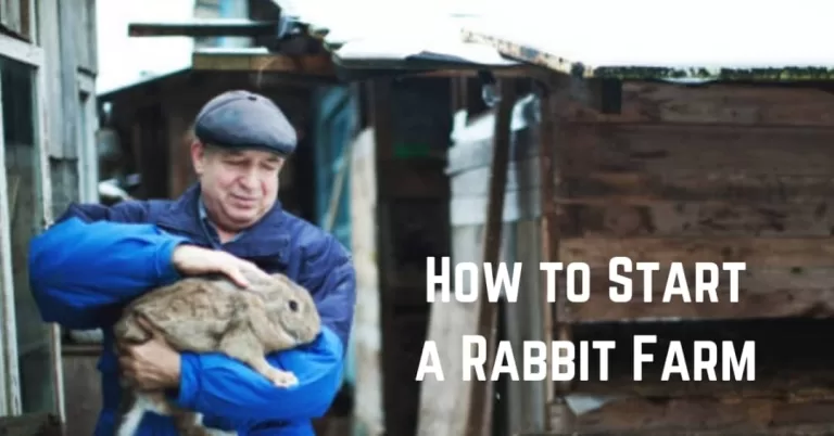How to Start a Rabbit Farm