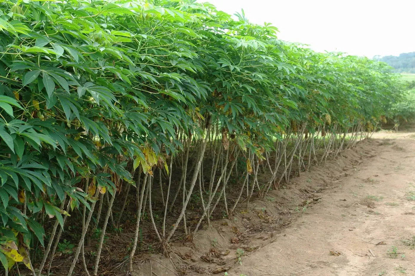 Cassava Farming and Processing in Nigeria