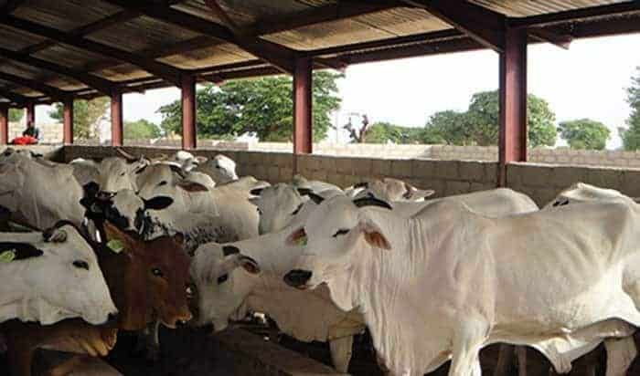 Cow Range Business in Nigeria