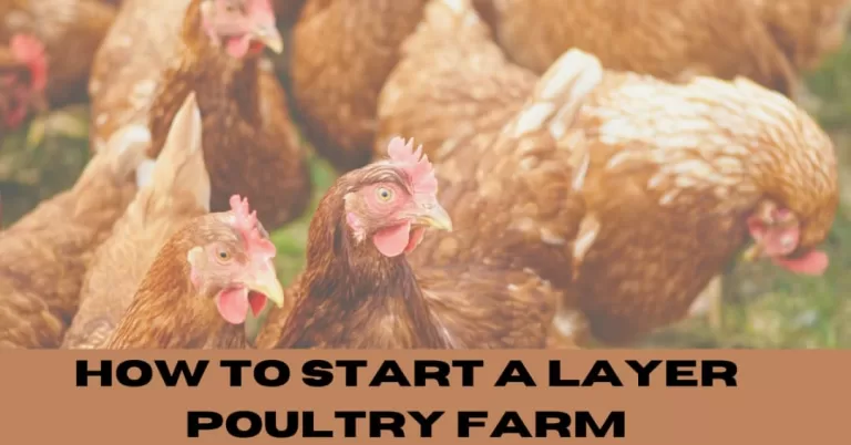 How to Start a Layer Poultry Farm