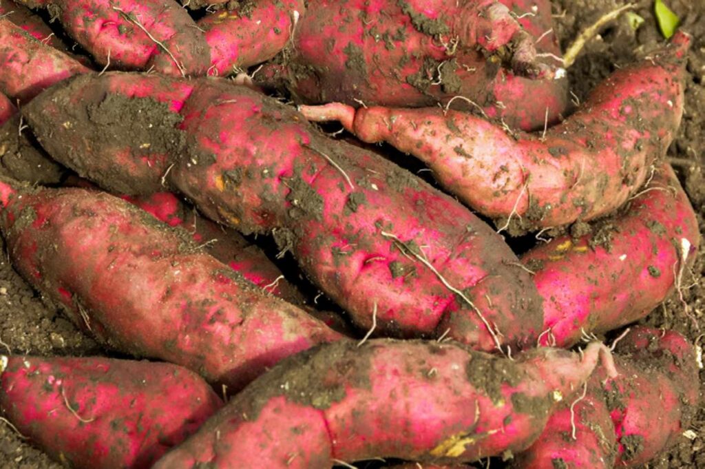 sweet-potato-farming-in-nigeria-2024-best-guide-agricinfo