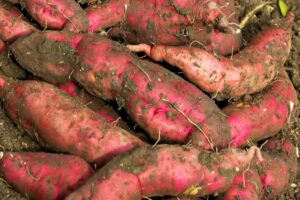 Sweet Potato Farming in Nigeria
