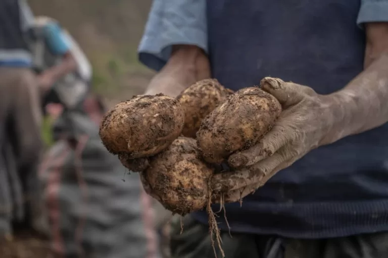 Irish Potato Farming in Nigeria