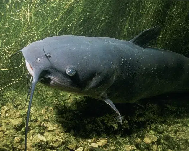 How to Start Catfish Farming in Nigeria 2024: Expert Guide 
