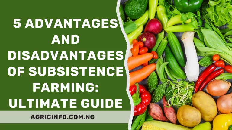 Advantages and Disadvantages of Subsistence Farming 2024: Ultimate Guide
