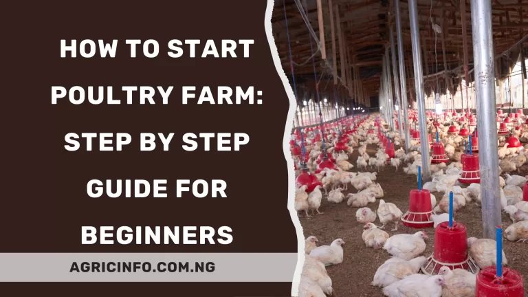 How to Start Poultry Farm 2024: Step-by-Step Guide for Beginners 
