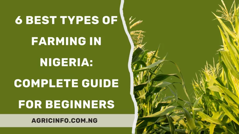 6 Best Types of Farming in Nigeria: Complete Guide for Beginners 