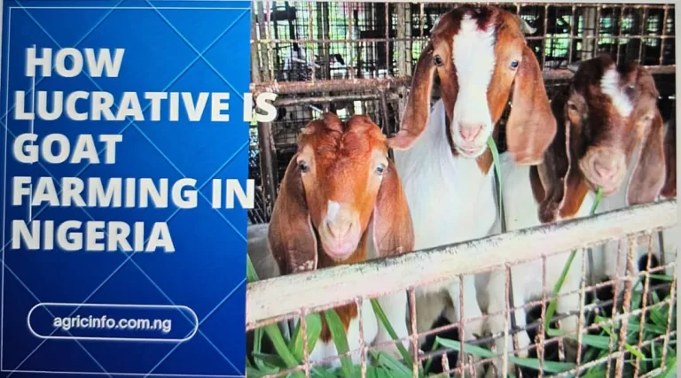 How Lucrative is Goat Farming in Nigeria