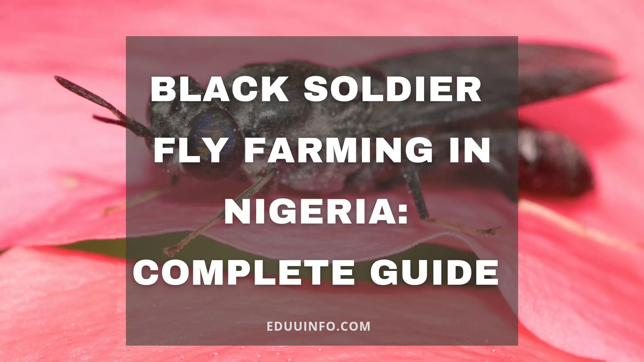 Black soldier fly farming in Nigeria