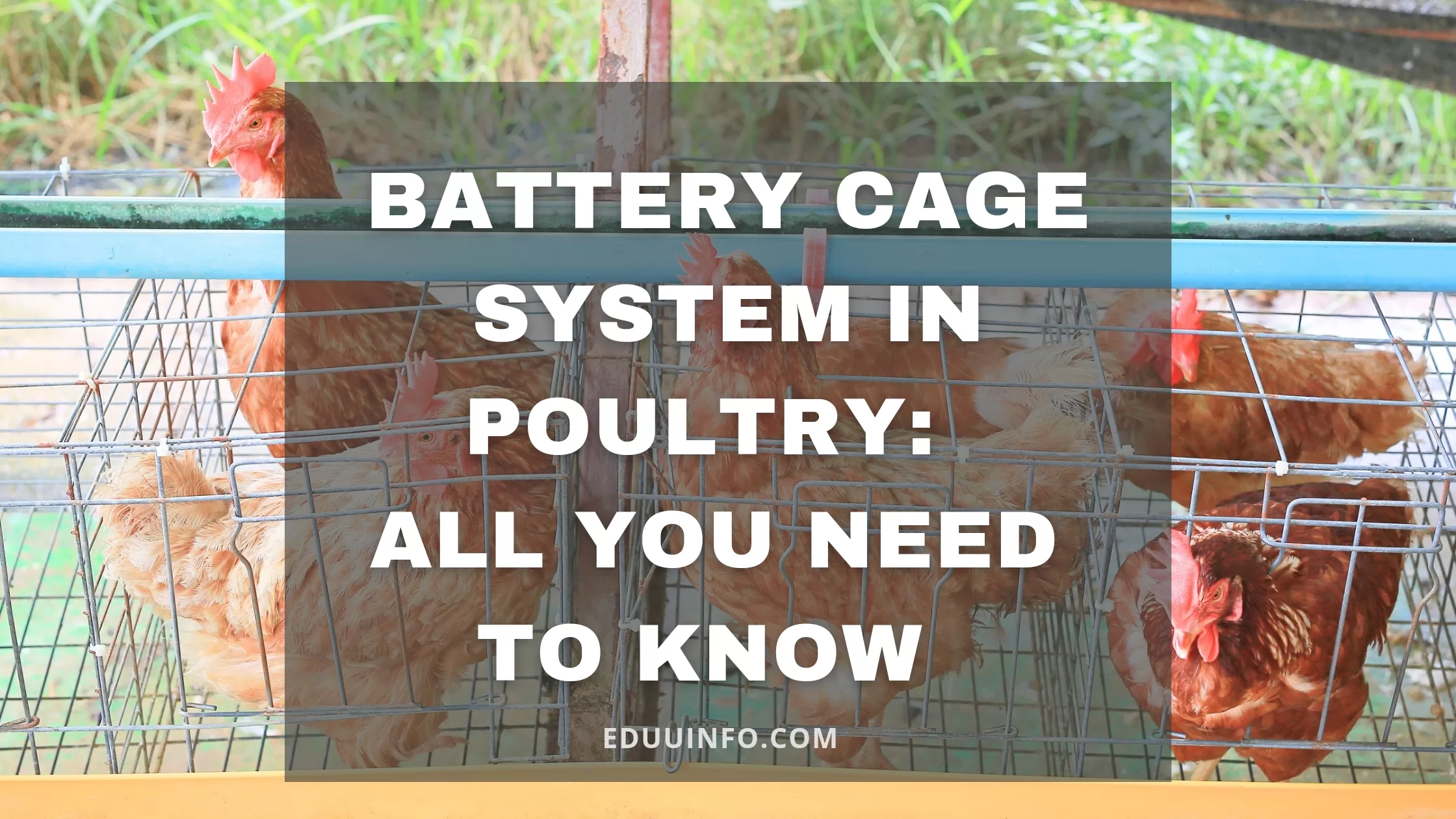 battery cage system in poultry