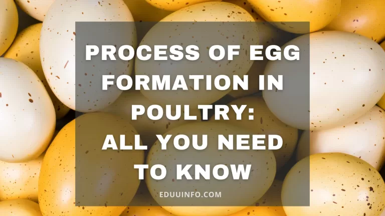 Find out the 7 Important Process of Egg Formation in Poultry Here