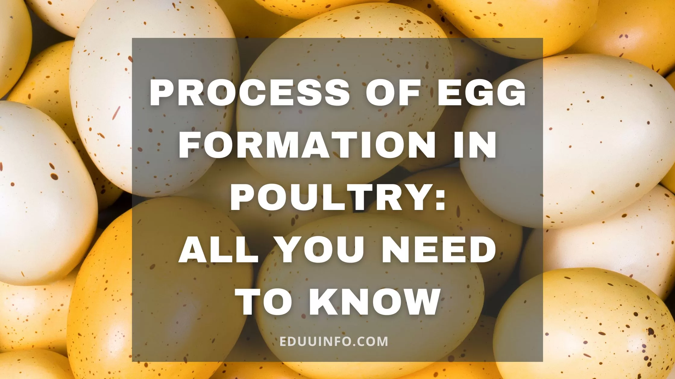 process of egg formation in poultry