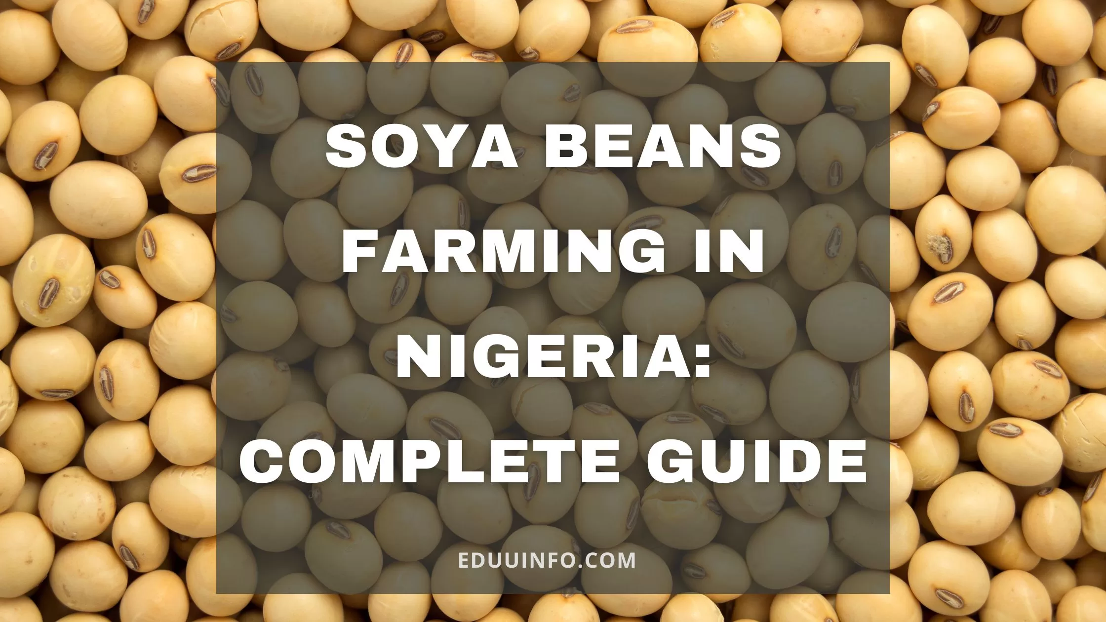 soya beans farming in Nigeria