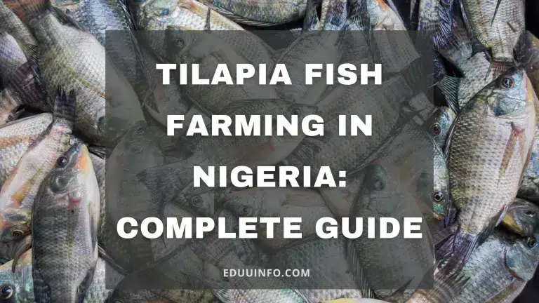 How to Start Tilapia Fish Farming in Nigeria 2024: Complete Guide 
