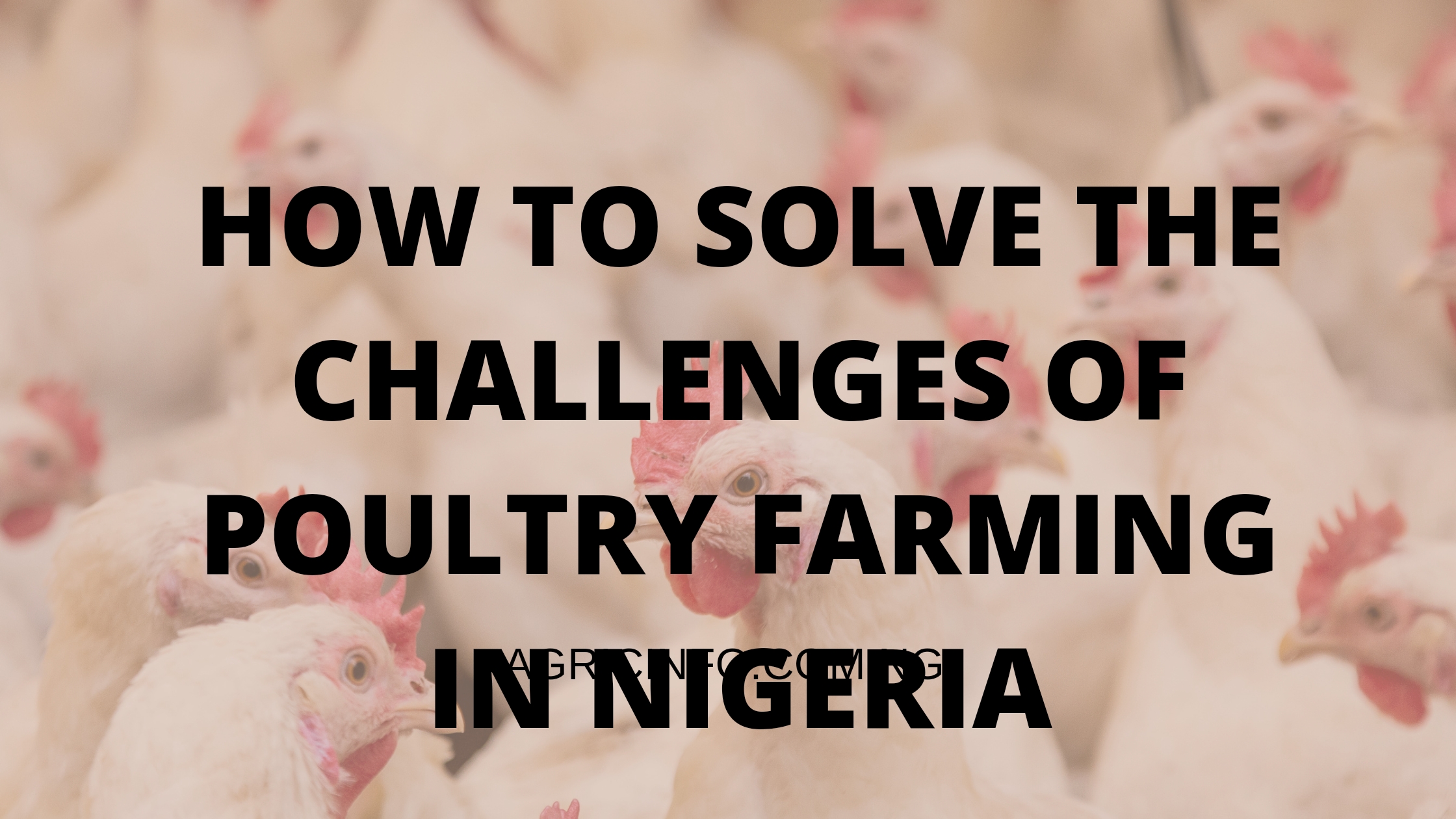 challenges of poultry farming in Nigeria