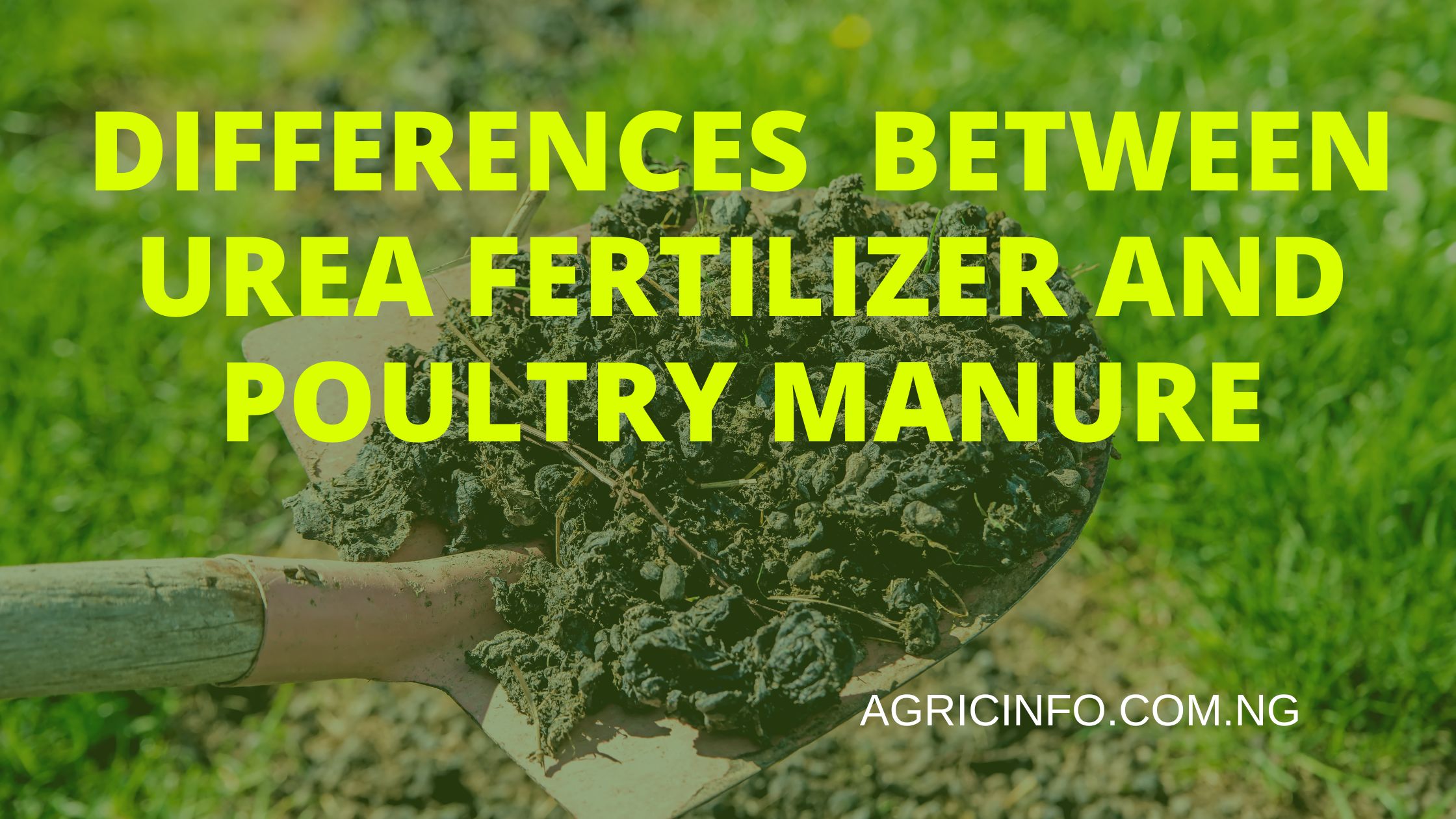 Differences Between Urea Fertilizer and Poultry Manure