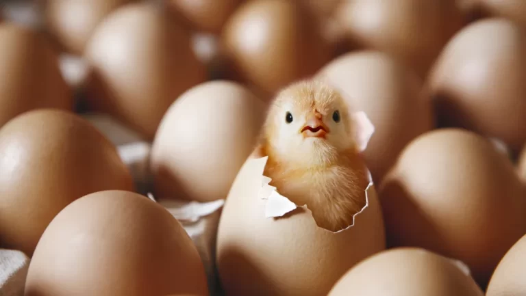 How long does a chicken egg take to hatch