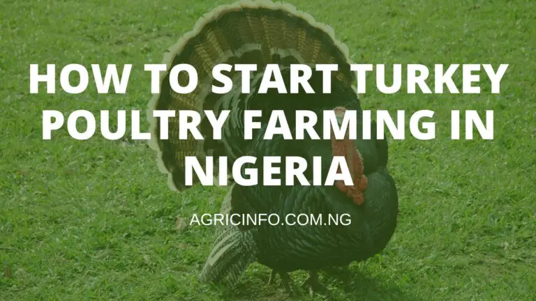 How to Start a Turkey Poultry Farming in Nigeria 2024: Step-by-Step Guide 