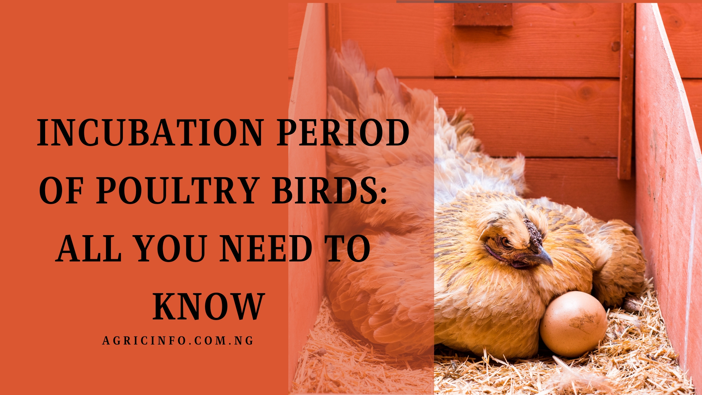 Incubation Period of Poultry Birds